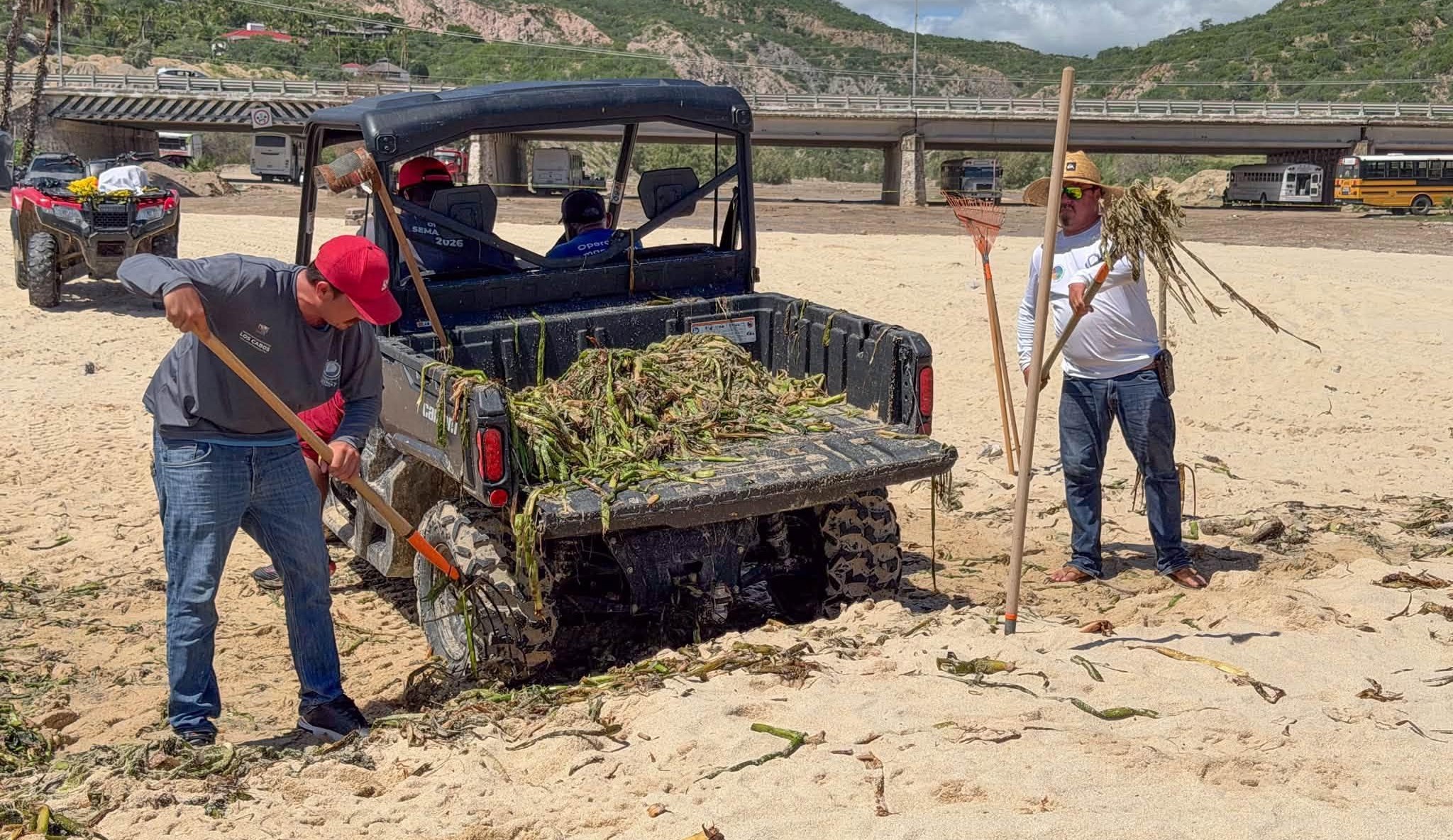Retiran 15 toneladas de lirio acuático de playas de SJC Retiran 15 toneladas de lirio acuático de playas de SJC